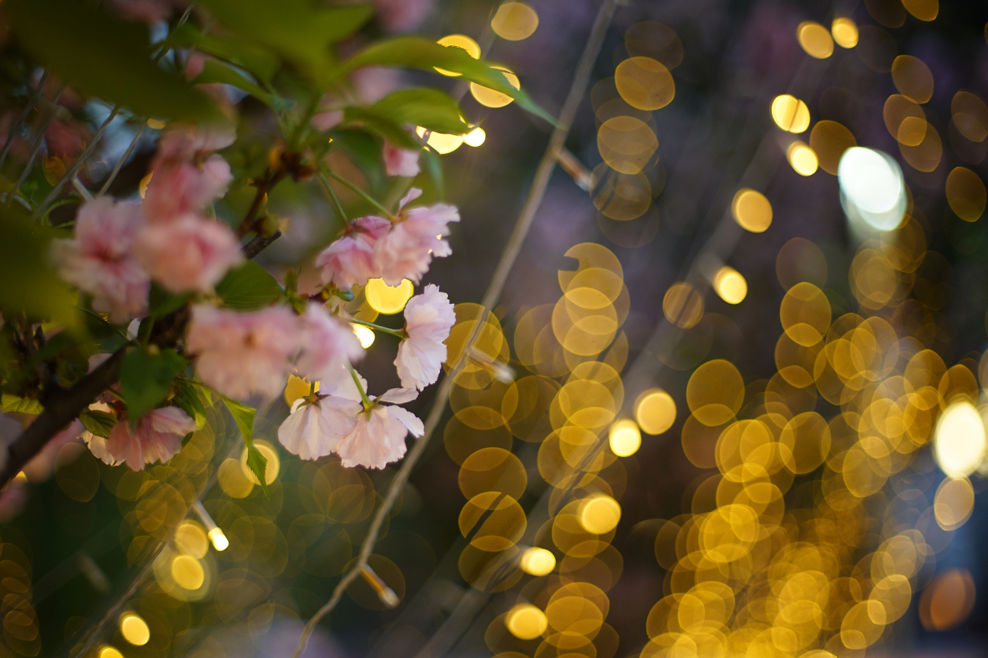 虚焦效果的照片通常使用大光圈拍摄,也称作浅景深,可以实现主体清晰