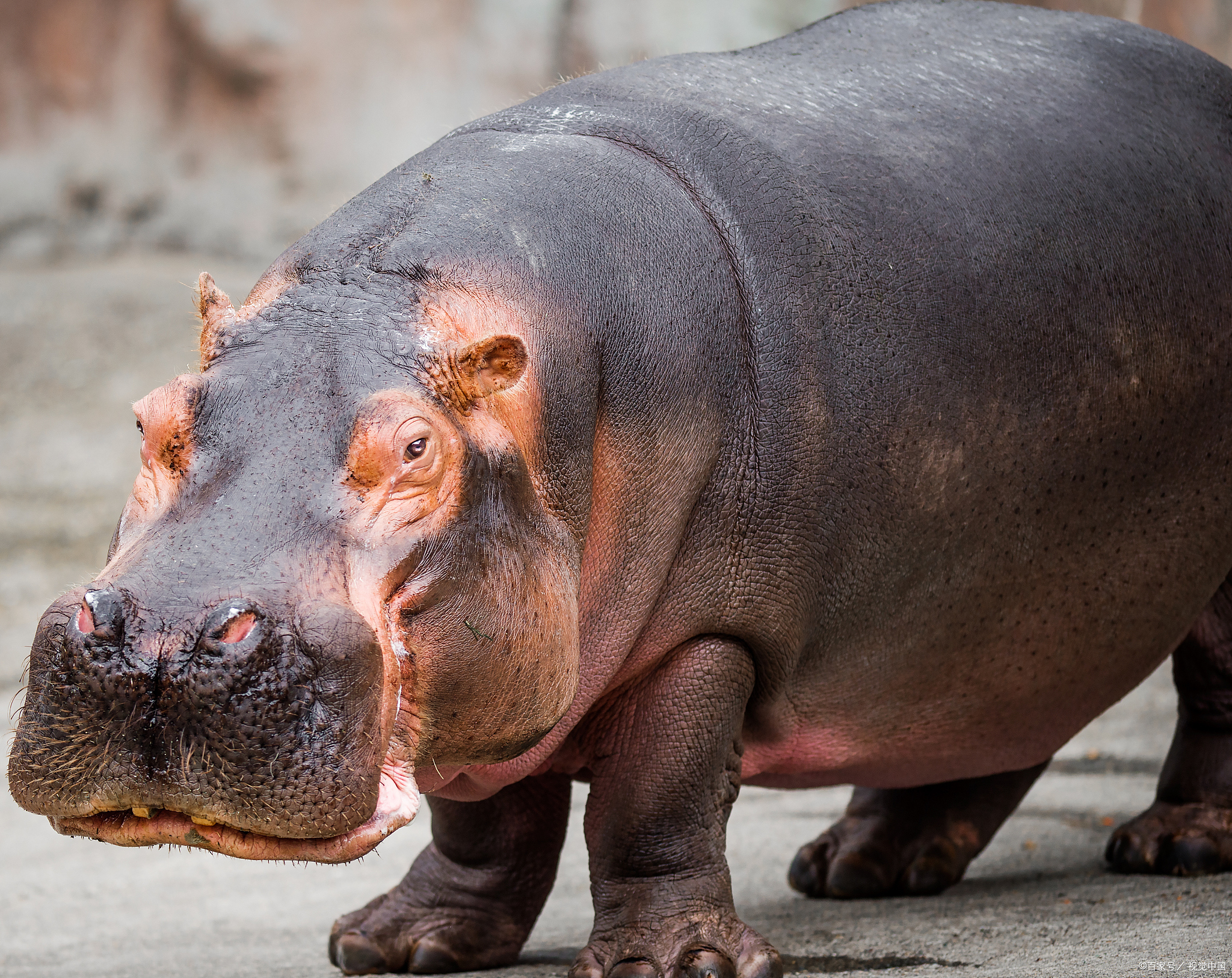 河马有什么生活习性