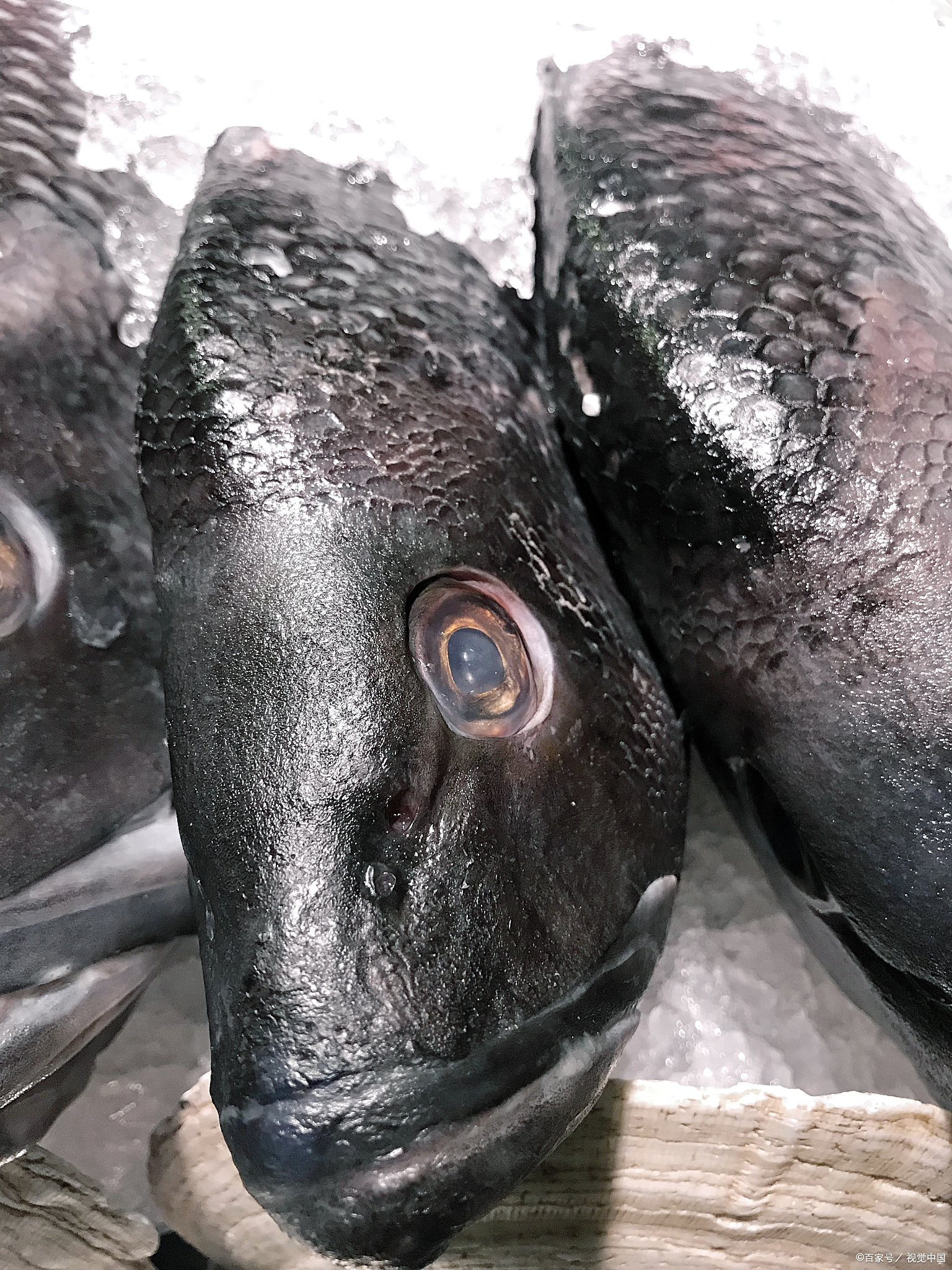 为什么说肺鱼会夏眠呢?