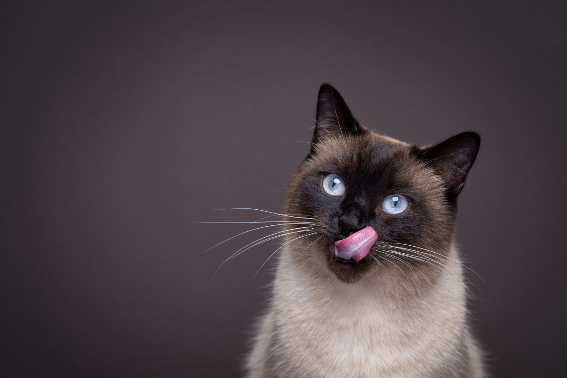 😻暹罗猫:神秘的东方猫咪,让你一见钟情💖