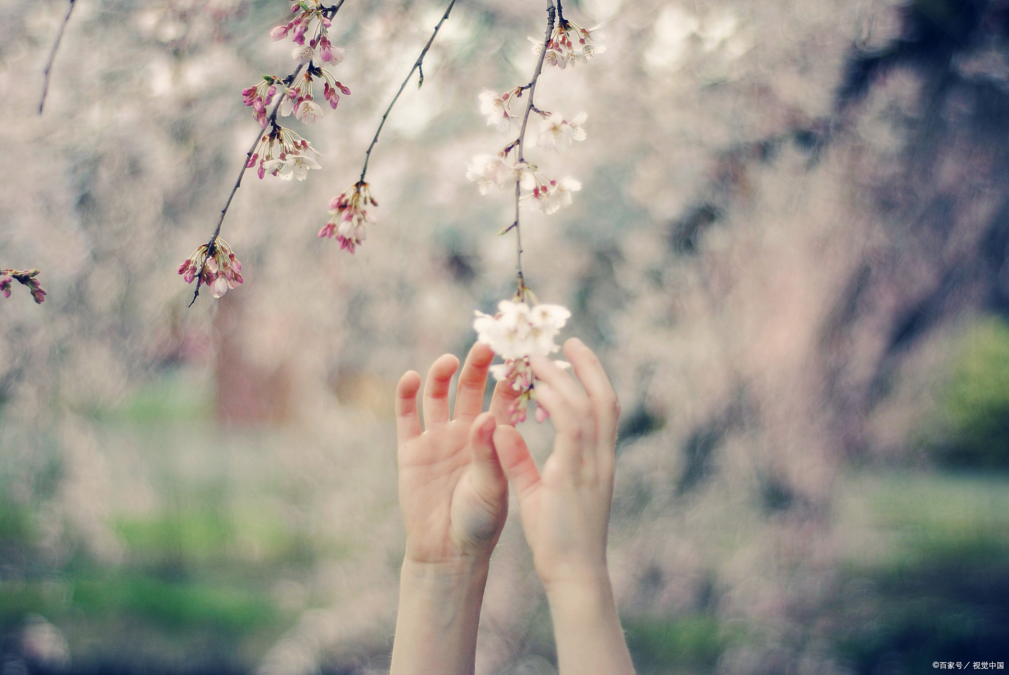 在你身上,才华与美貌和谐共生,如同春日里最绚烂的花朵