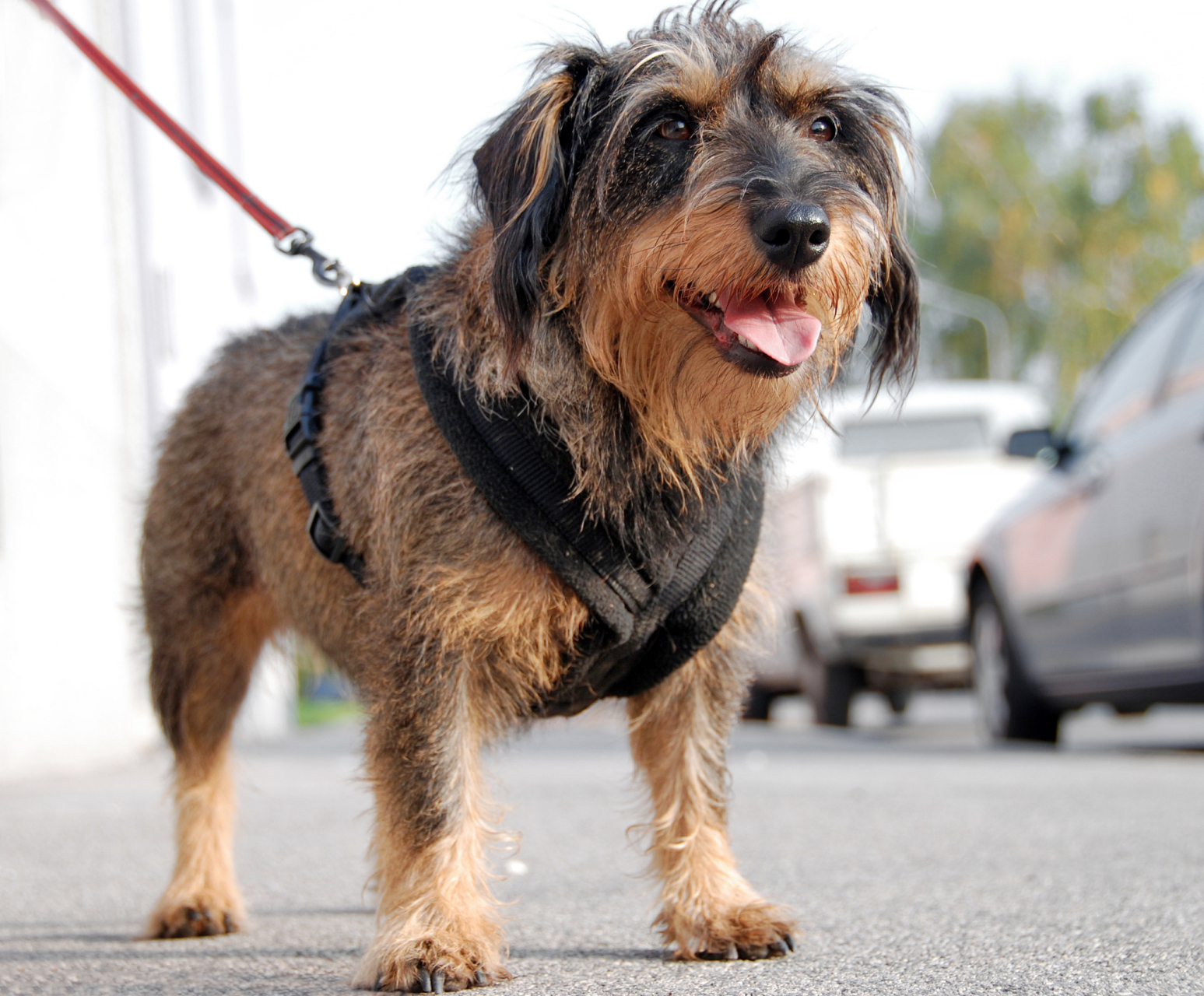 威尔士梗犬# 是一种起源于19世纪的英国犬种,其祖先是威尔士老式汉种