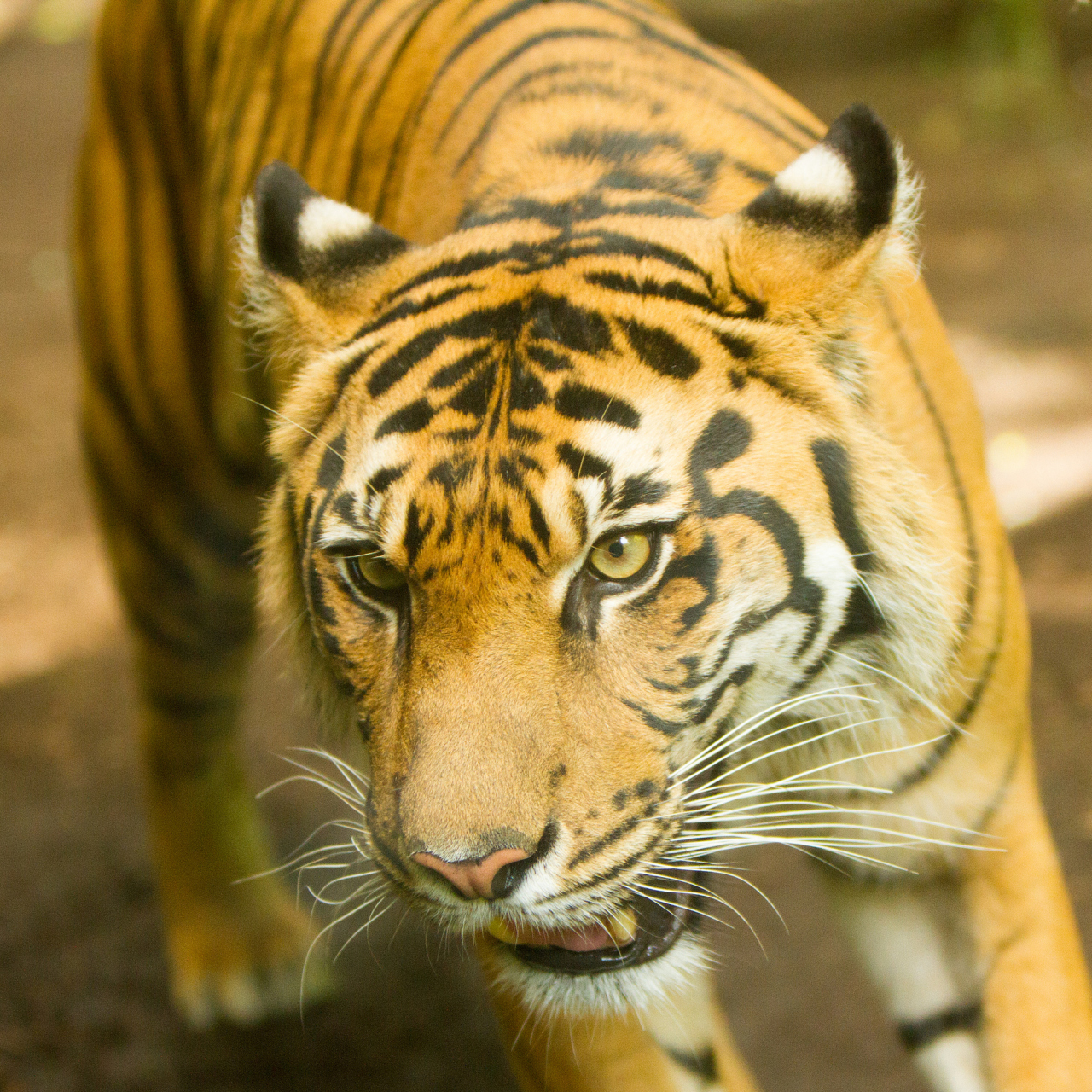 之前去非洲,到是听过几个参与过偷猎的吹牛.