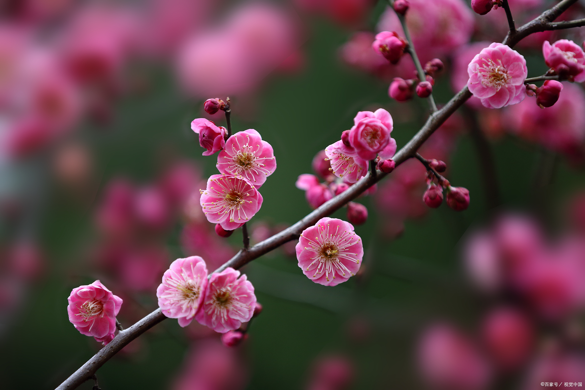 暗香疏影——30首經典詩詞帶您踏雪尋梅,品味文化之美