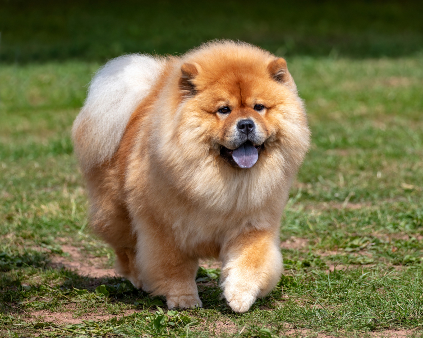 广东土松狮犬图片图片