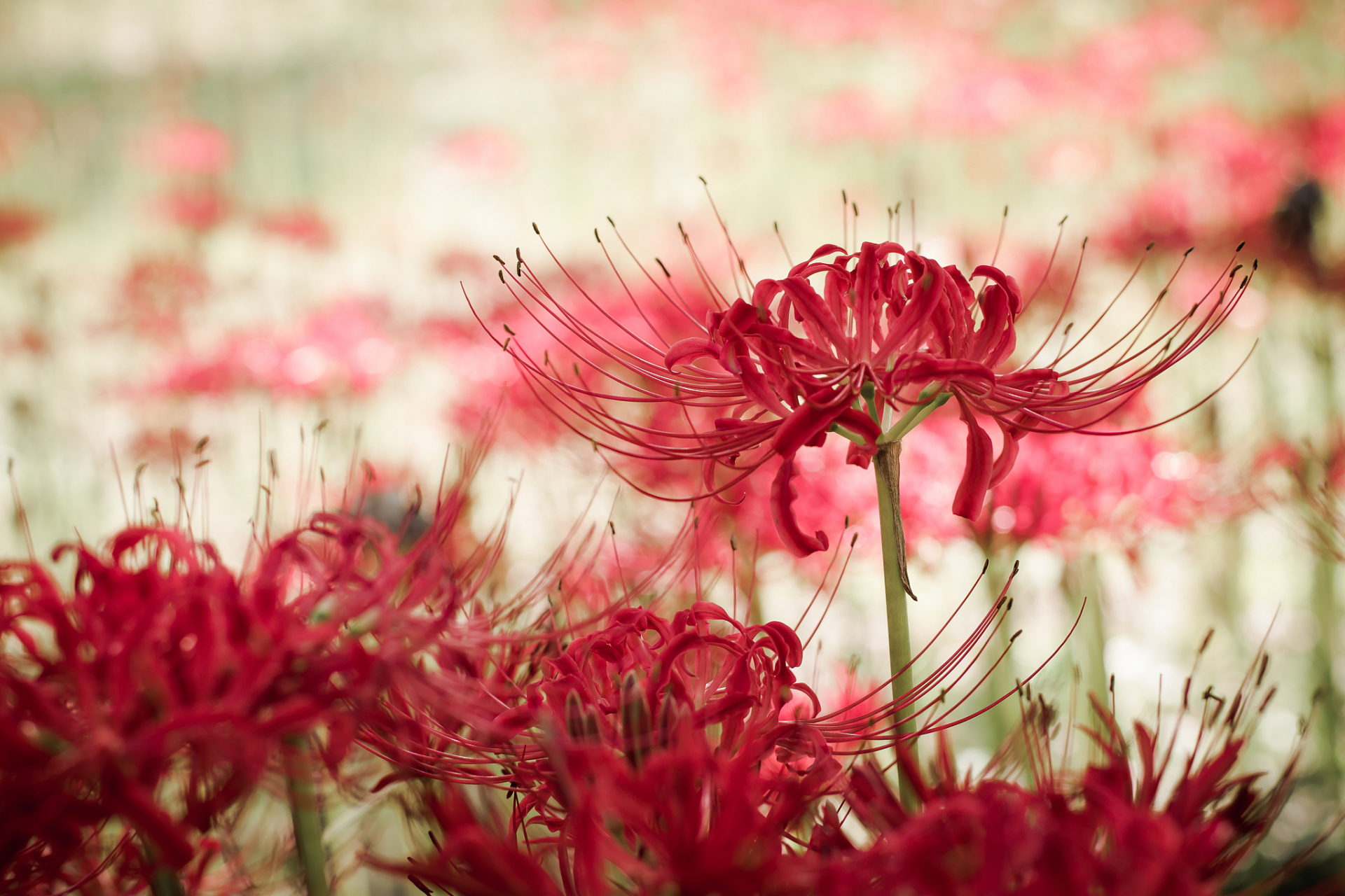 无论像彼岸花那样悲伤的,或是像食人花那样令人剧痛的,都不允许你在