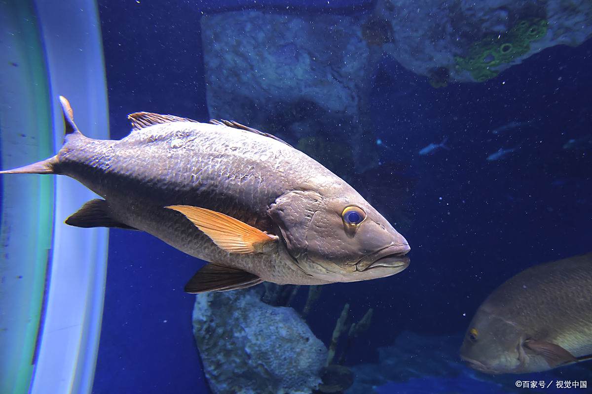 红尾黑鲨鱼:独特的外形与习性