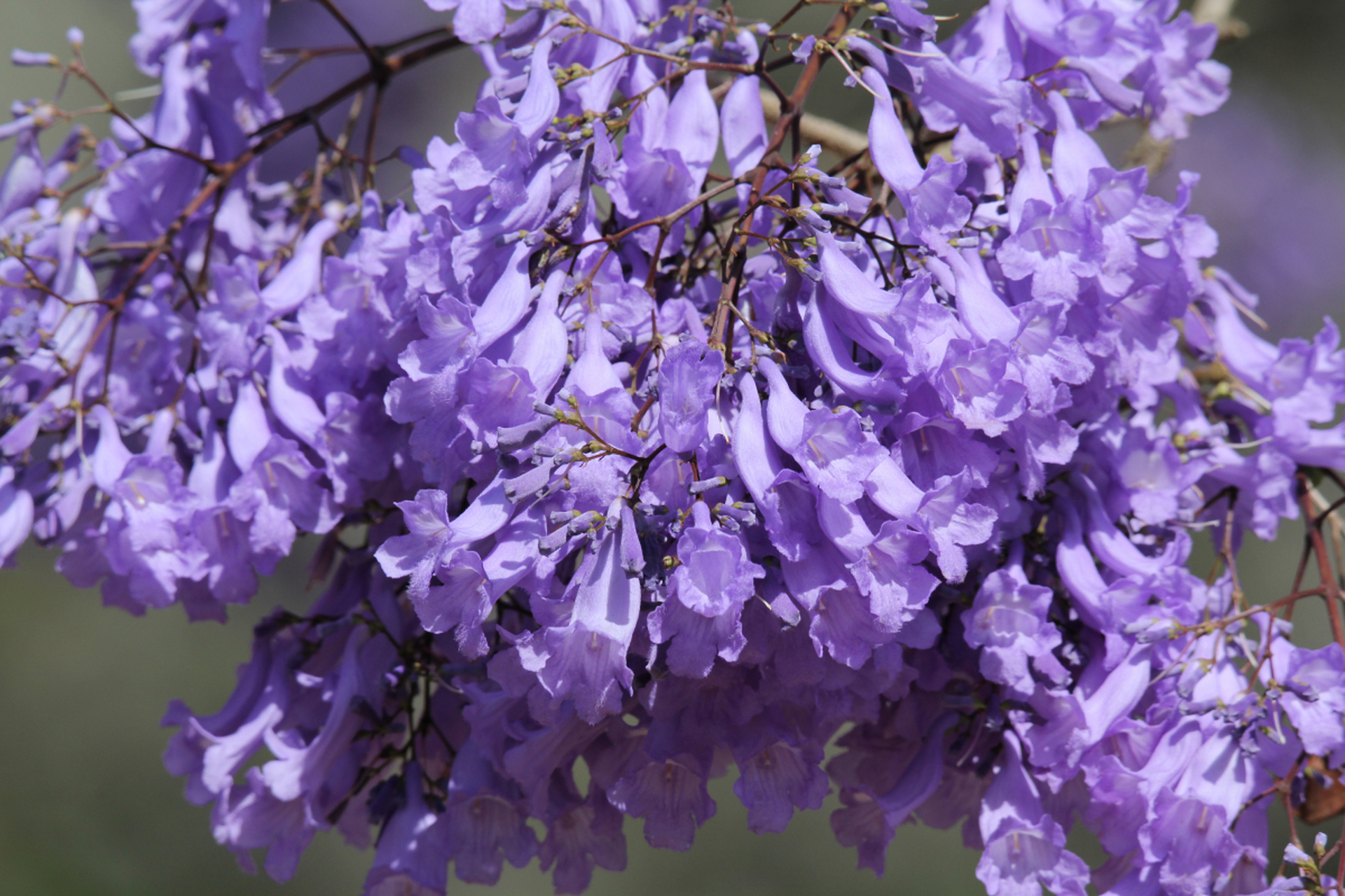 因此,蓝楹花的花语也代表着对美好事物的向往和期待. #ai助手创