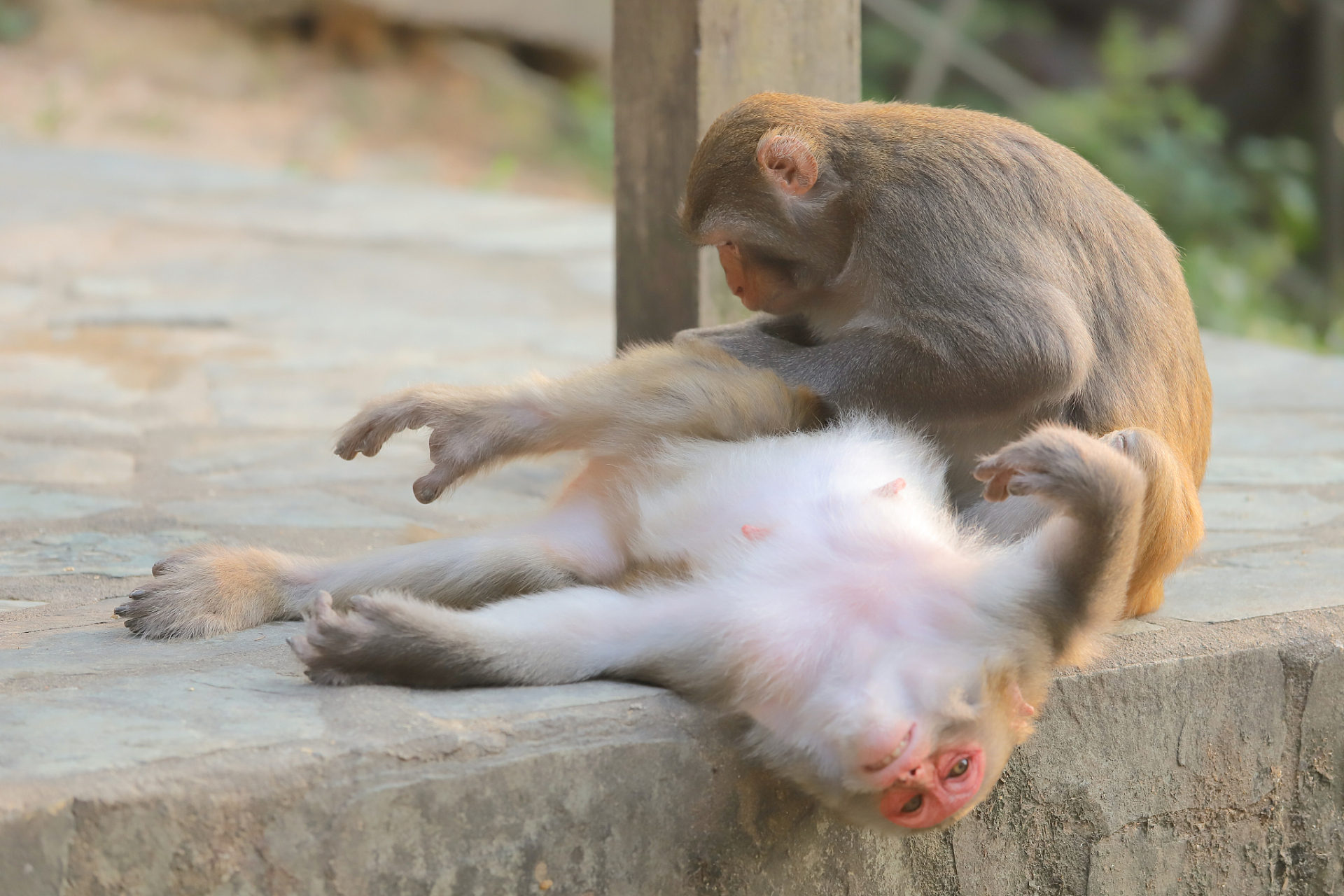 不少网友质疑将猴子和猫关在一起是否合理,甚至有网友爆料猴子虐猫的