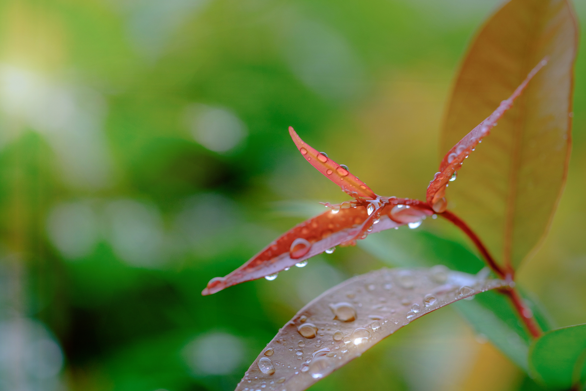 雨后清晨,一切都变得格外神清气爽.