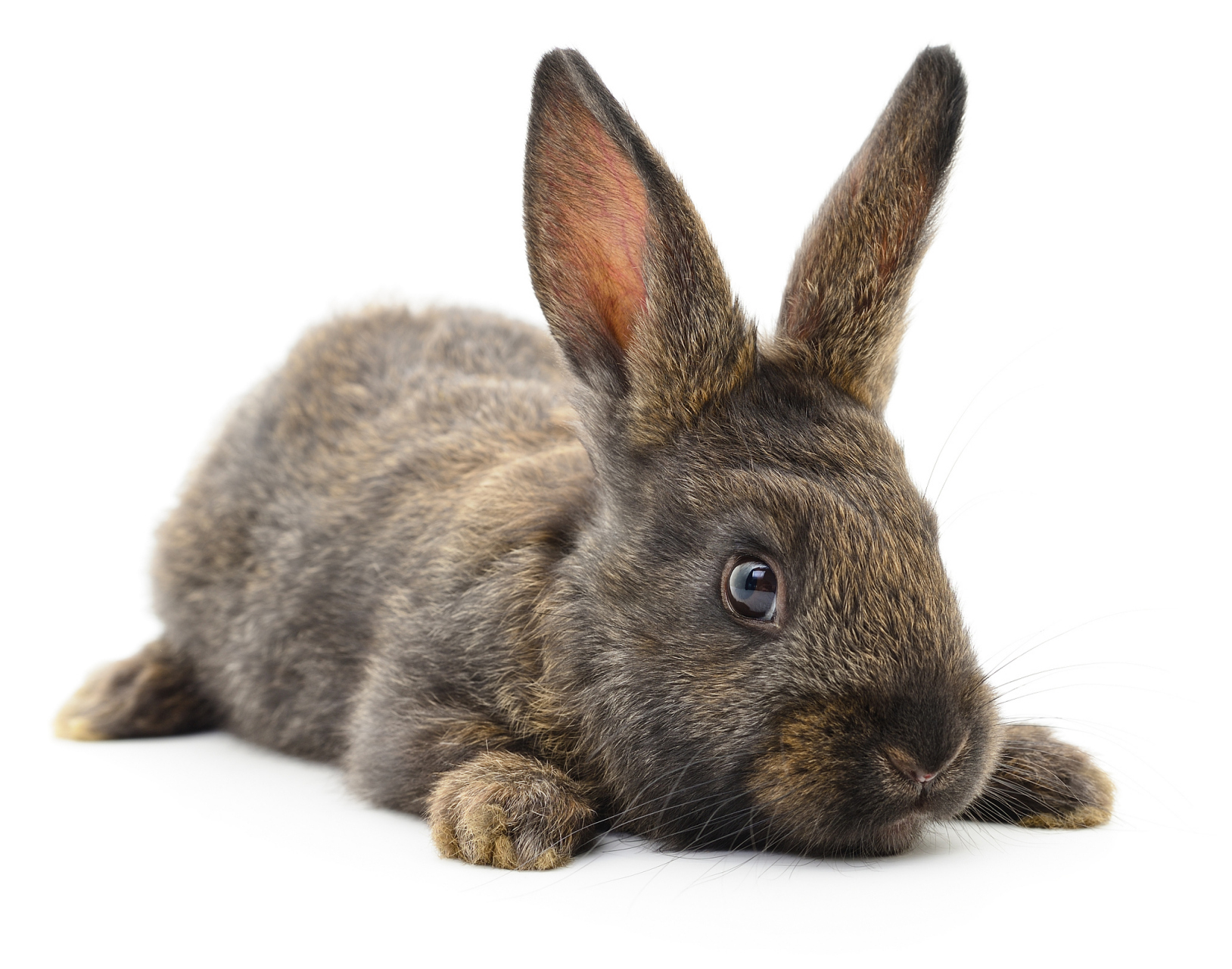 兔子体型小,外形可爱,又安静,也就成为了很多人的原则,兔子拉肚子