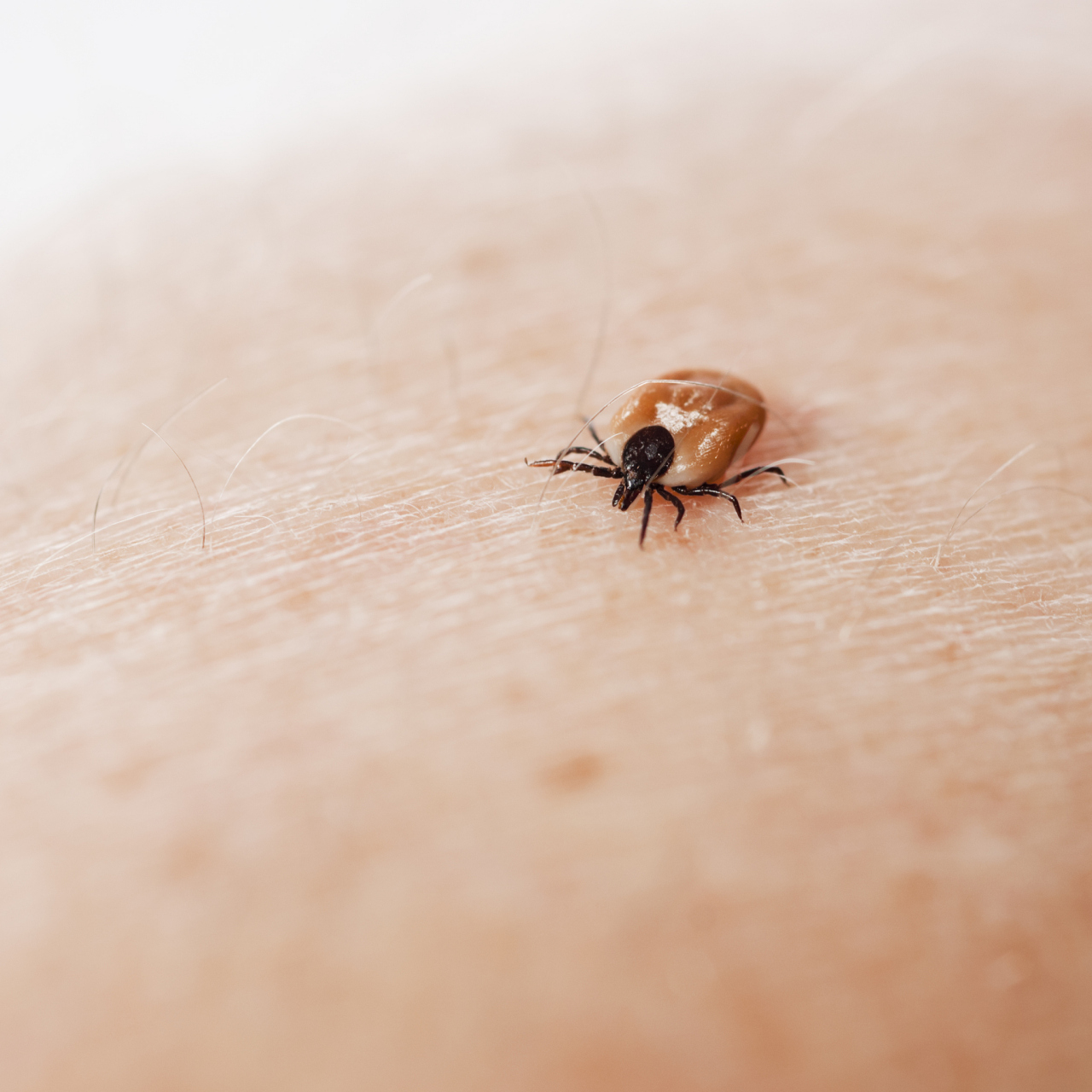 咱出门别往草丛树林里乱钻,那可都是蜱虫的"老窝".