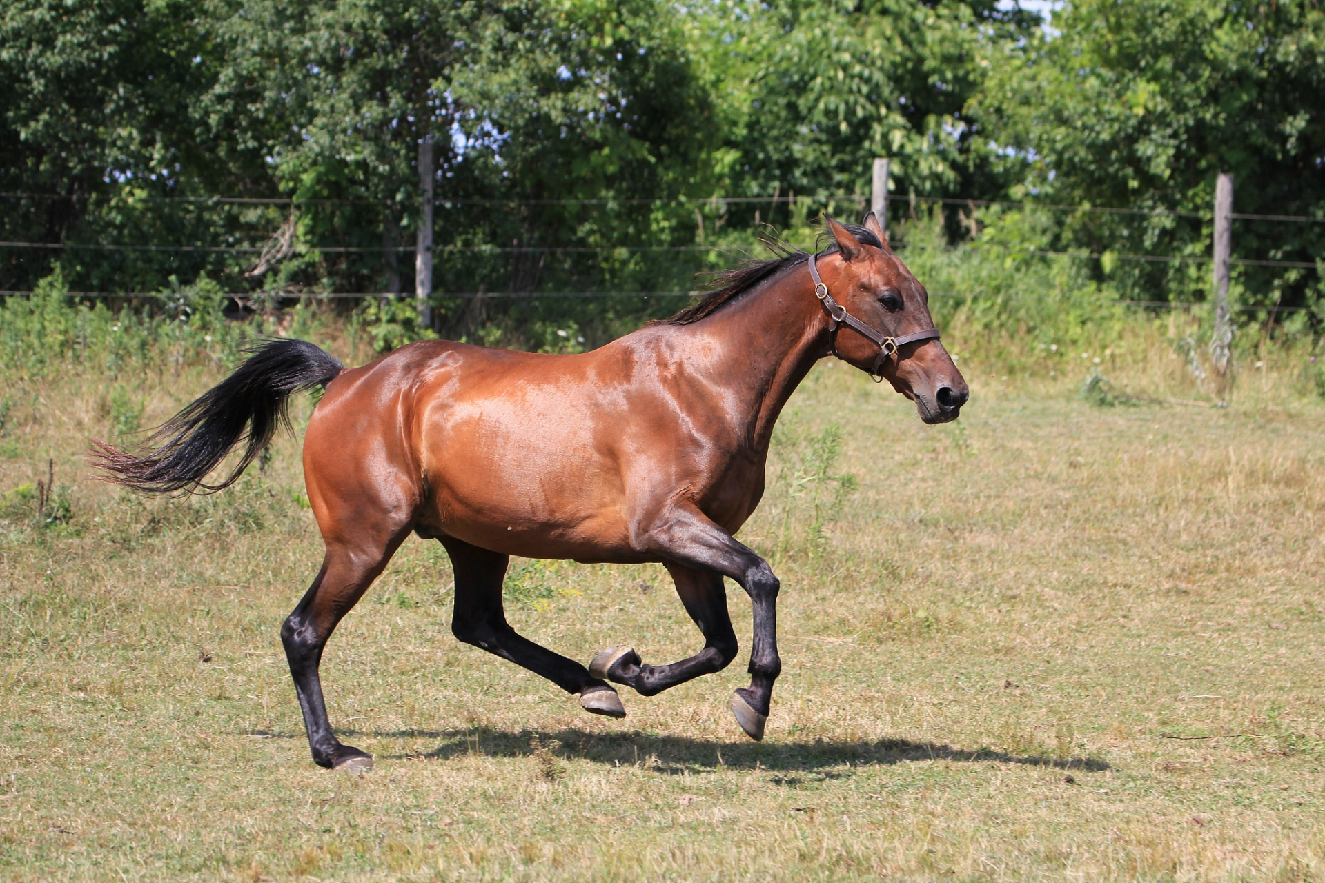 其实,汗血宝马在中国的发展历程,充满了种种曲折和挫折.