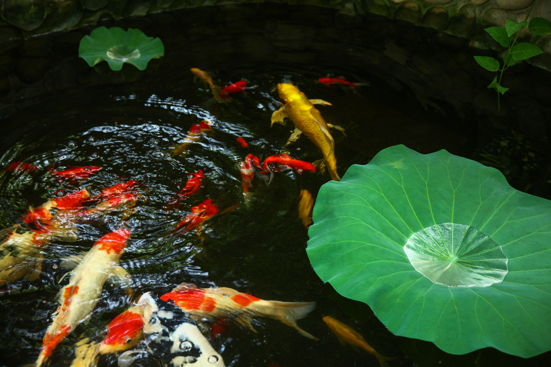 荷花池塘鱼图片