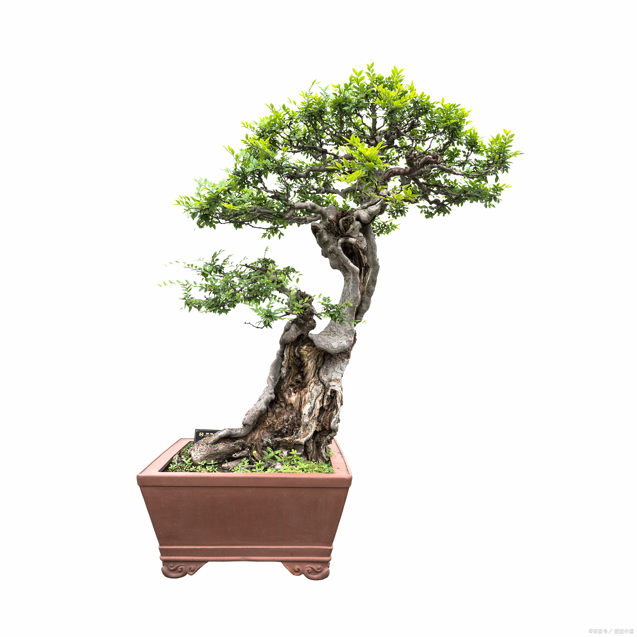 朴树盆景的制作与养护