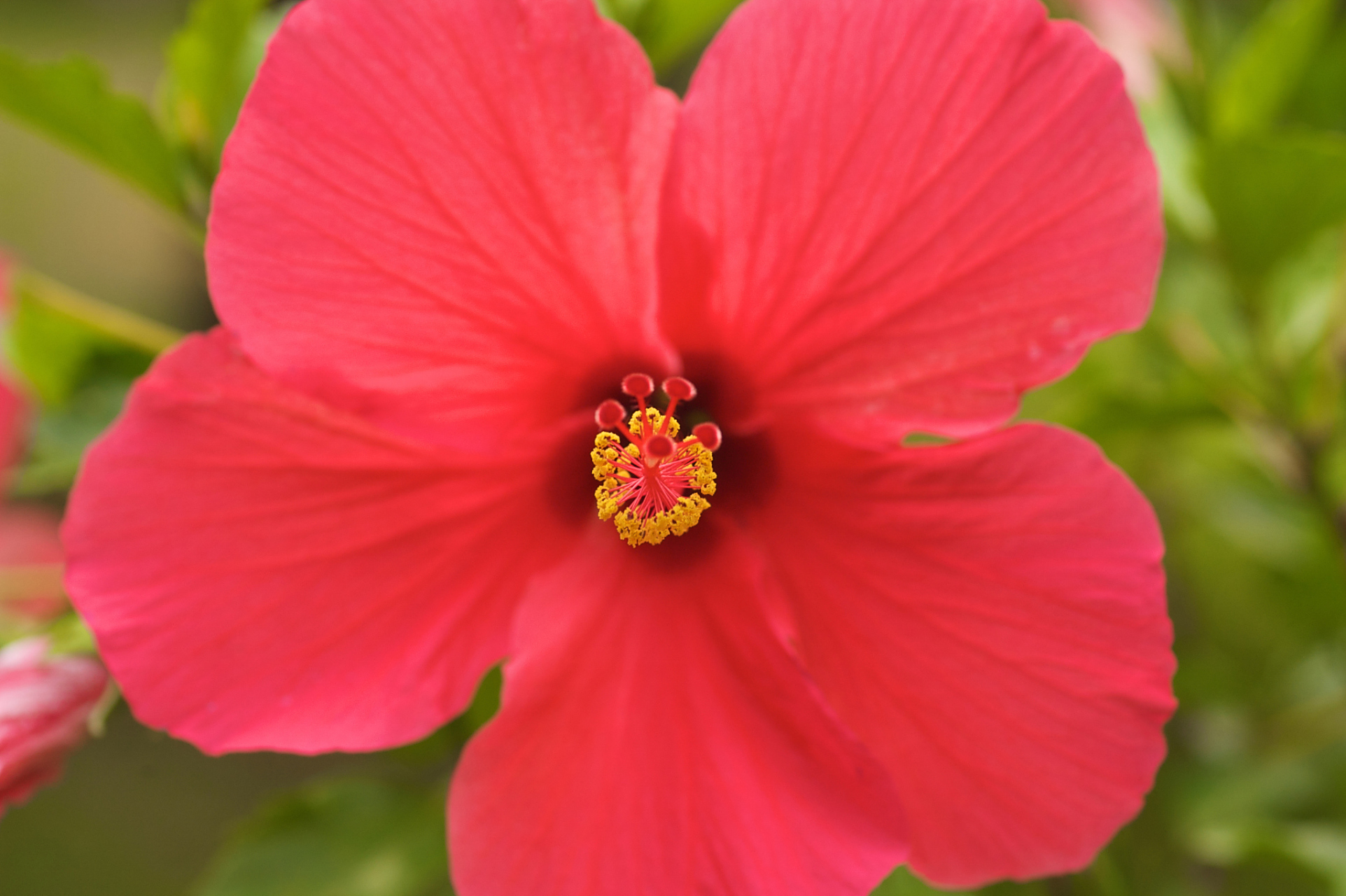 小红花,作为常见的花朵,却静静地流淌在我们童年记忆中,成为一生抹