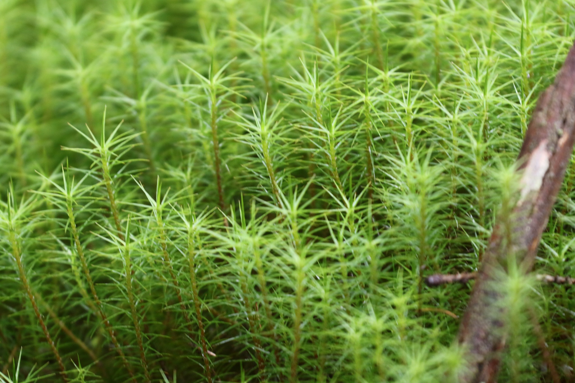 [原文:天门冬是什么植物,怎么种.