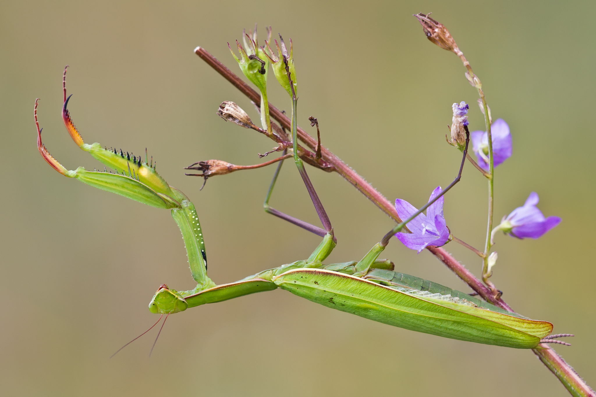 交配后,雌性产卵并形成卵囊,孵化成小螳螂.
