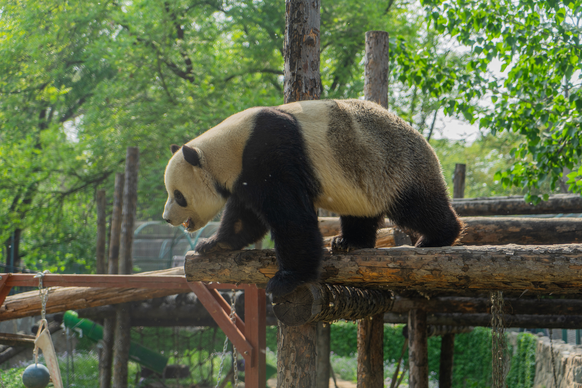 91成都动物园位于中国四川成都市,是一座融合了自然和人文的美丽