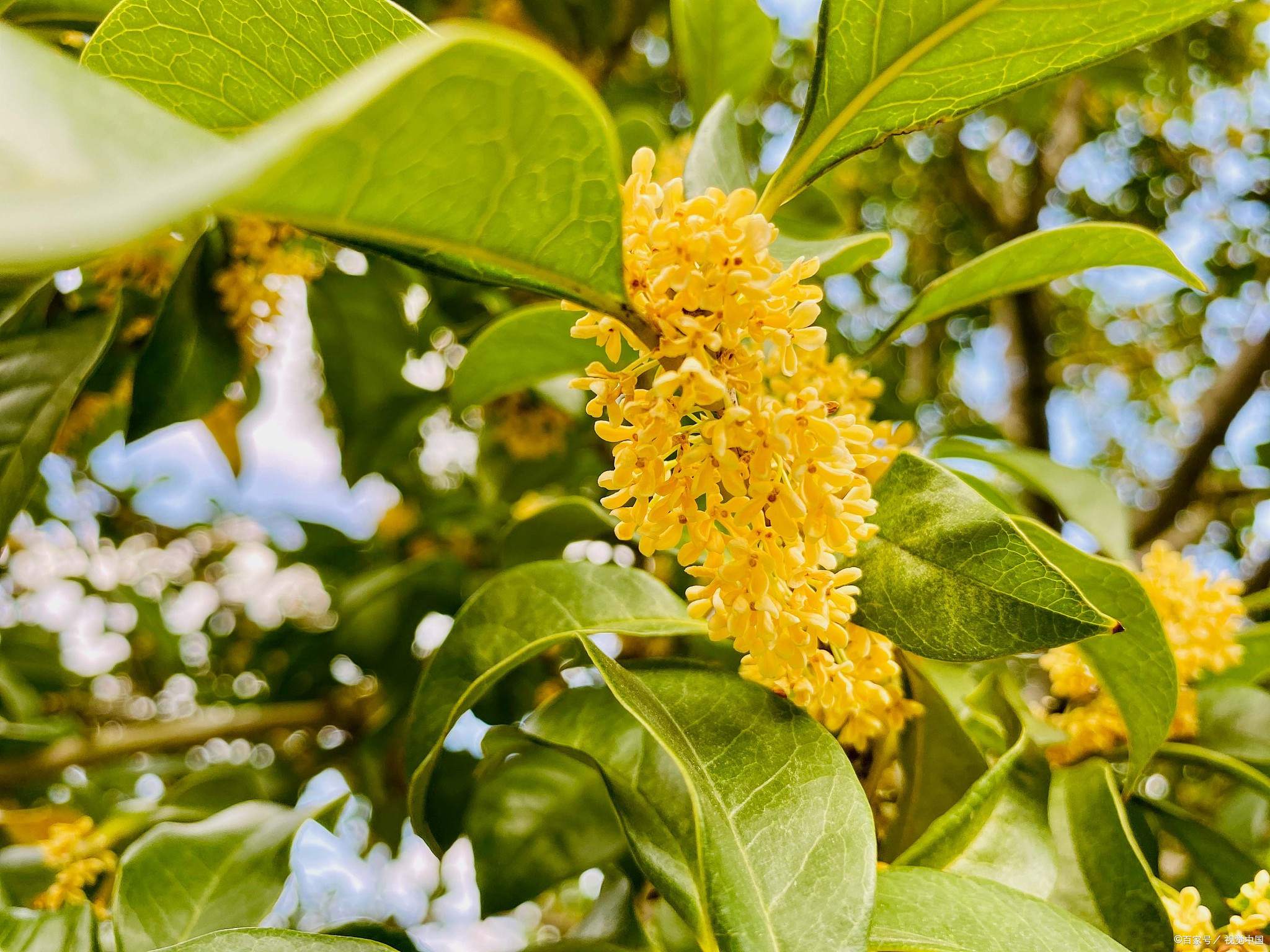 八月桂花养殖方法