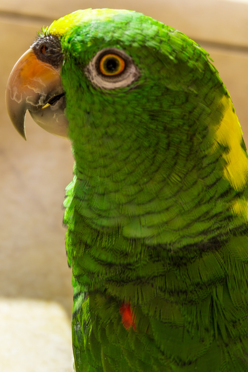 它们通常被认为是最适合初学者的鹦鹉品种之一,因为它们相对容易训练