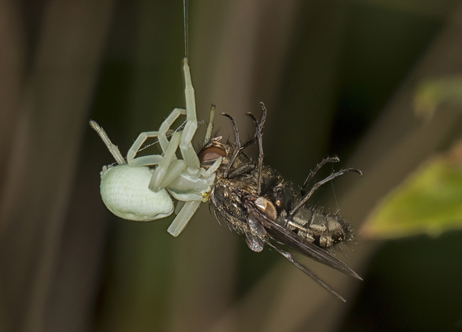 蜘蛛,自然界的顶级捕食者!它们不仅捕捉蚊子,蚂蚁等昆虫为食