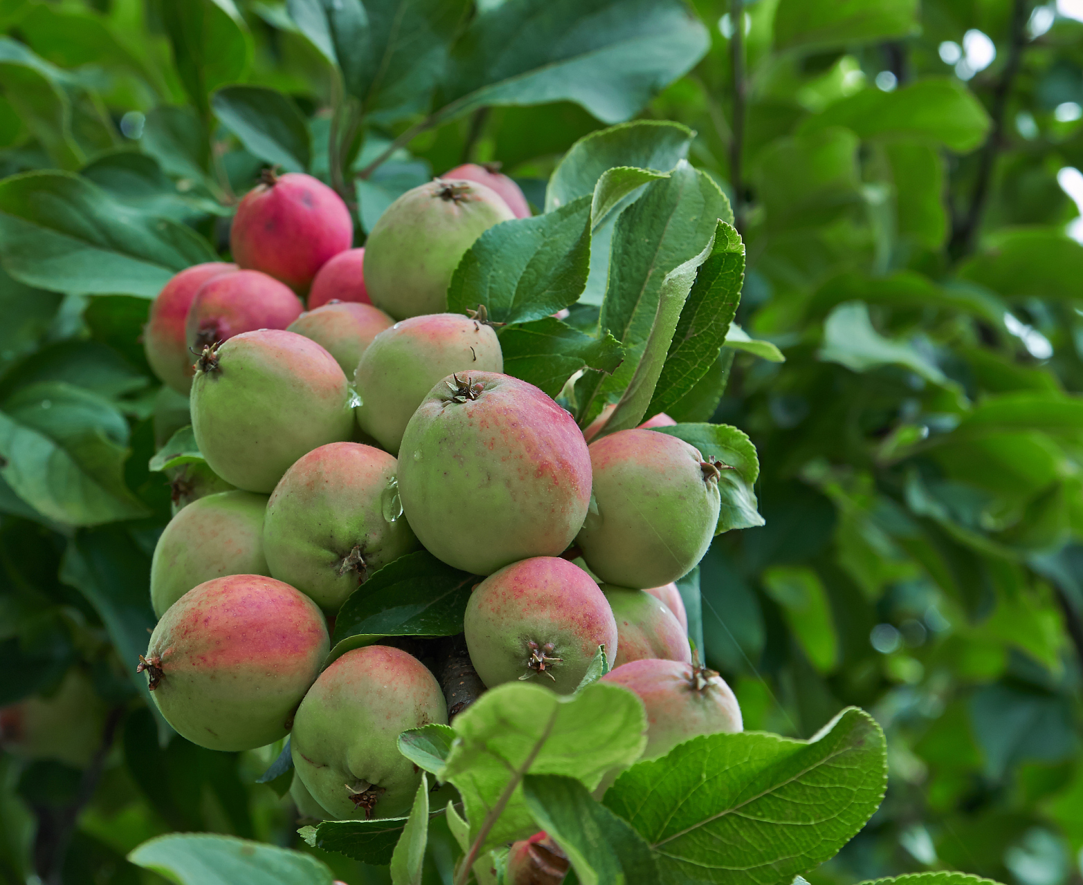96鸡心果是什么果,适合哪里种植  鸡心果就是一种热带水果,学名为番