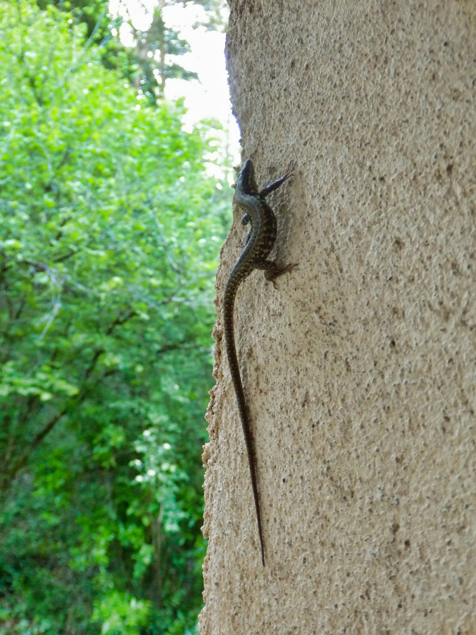 壁虎是一种有趣的爬行动物,生活在热带和亚热带地区,有吸盘的脚趾使