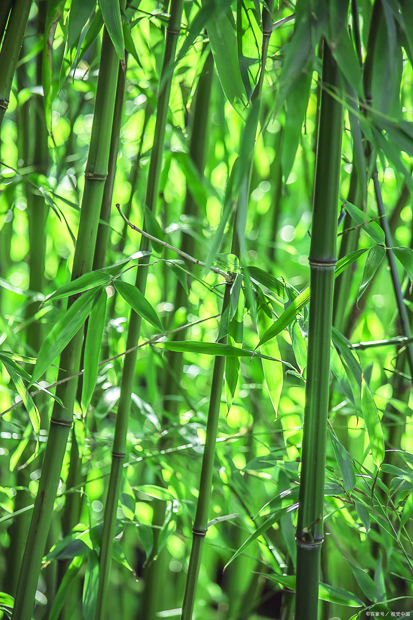 唯翠竹独姿于庭院,静处于山林,由来不惧四季更迭,岁月相催