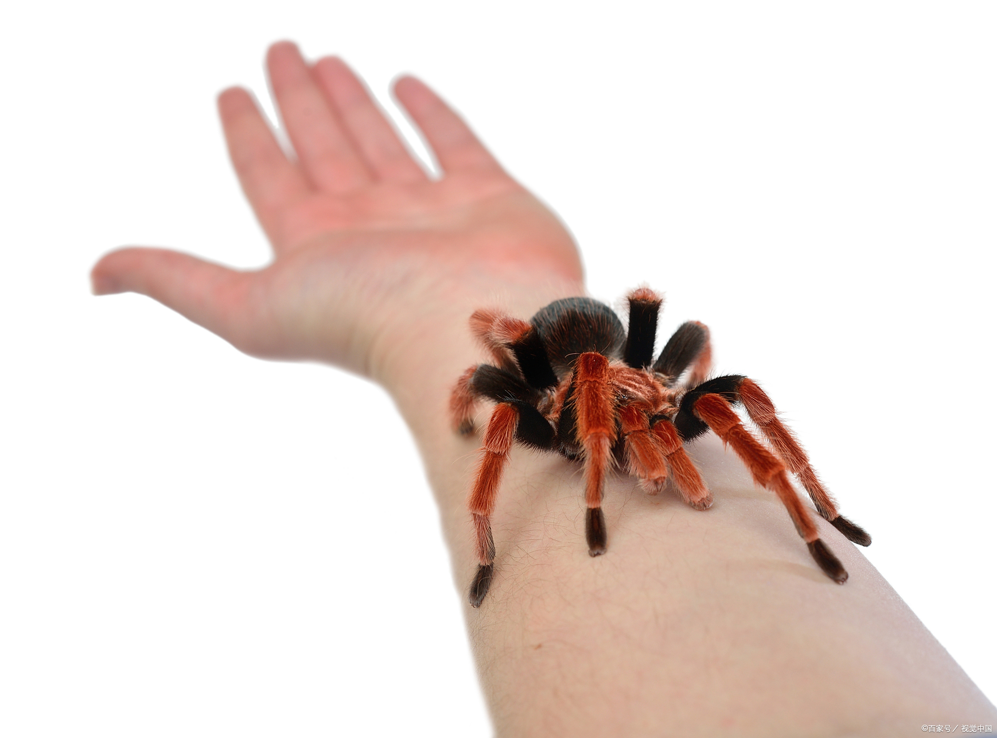 搜刮
引擎磁力蜘蛛_添加磁力蜘蛛搜刮
到桌面!（磁力搜索器蜘蛛）