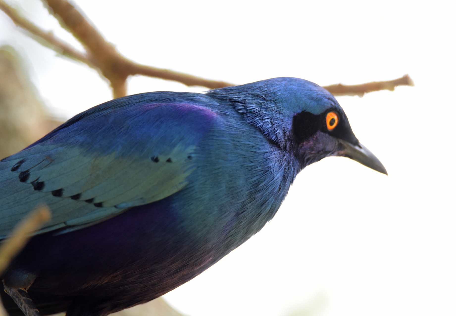 吹公子画眉鸟是古代的传奇故事,讲述贵族吹公子与画眉鸟之间的奇妙