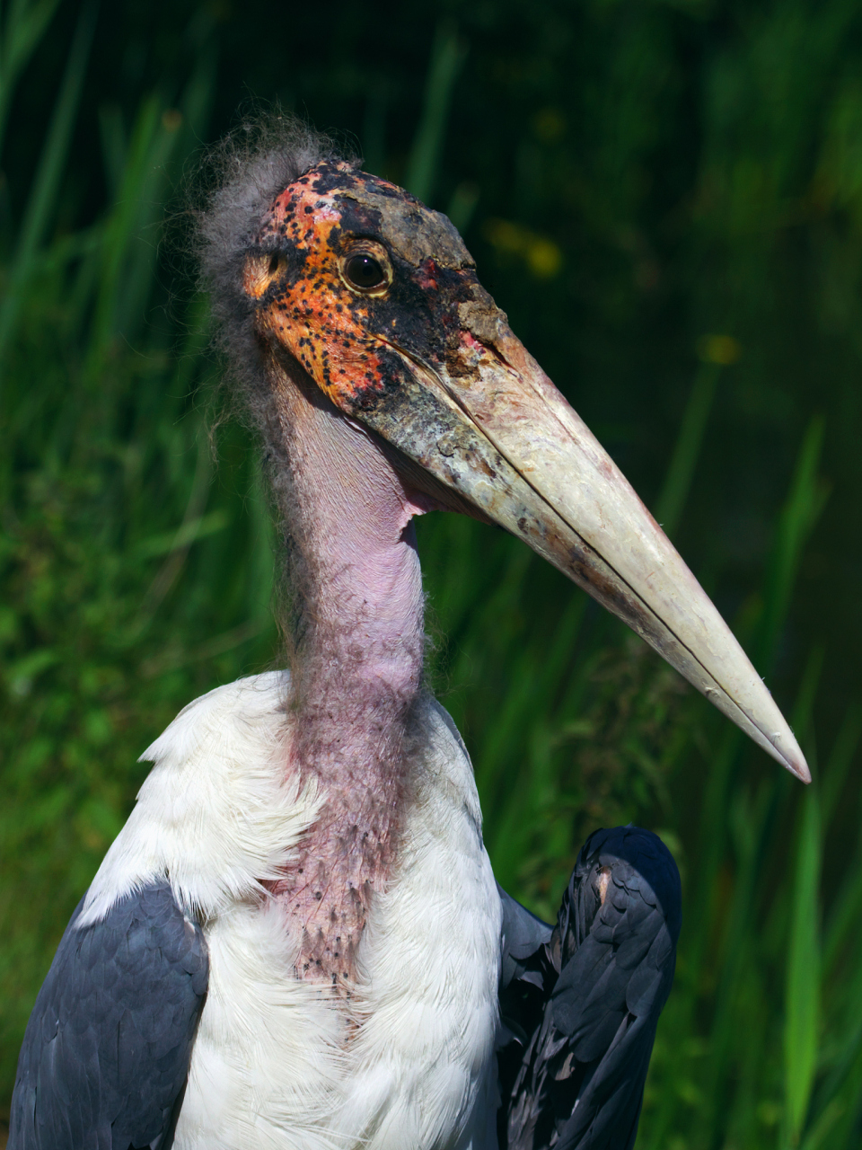 世界上最丑的鸟,打开全图真的被恶心到了 , #我要上热门