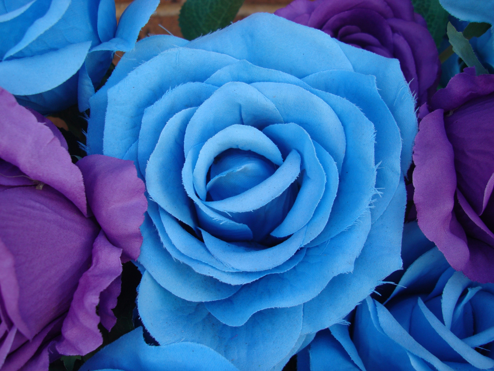 虽然天然的蓝色玫瑰并不存在,但通过基因改造和染色技术,可以培育出