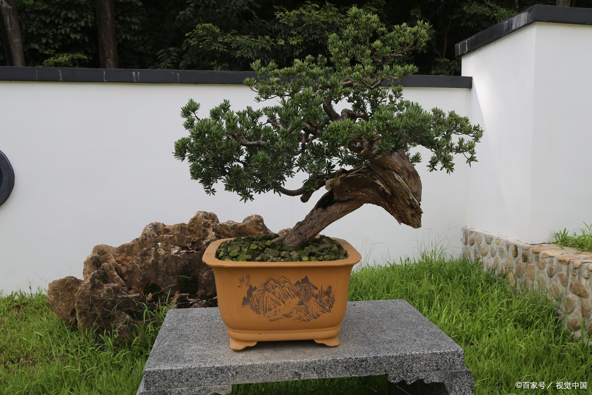 黄杨盆景养殖方法和注意事项