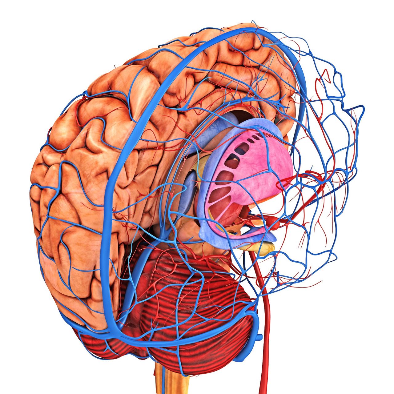 最近,关于脑供血不足和吃大枣的传闻在网上闹得沸沸扬扬,仿佛一夜之间