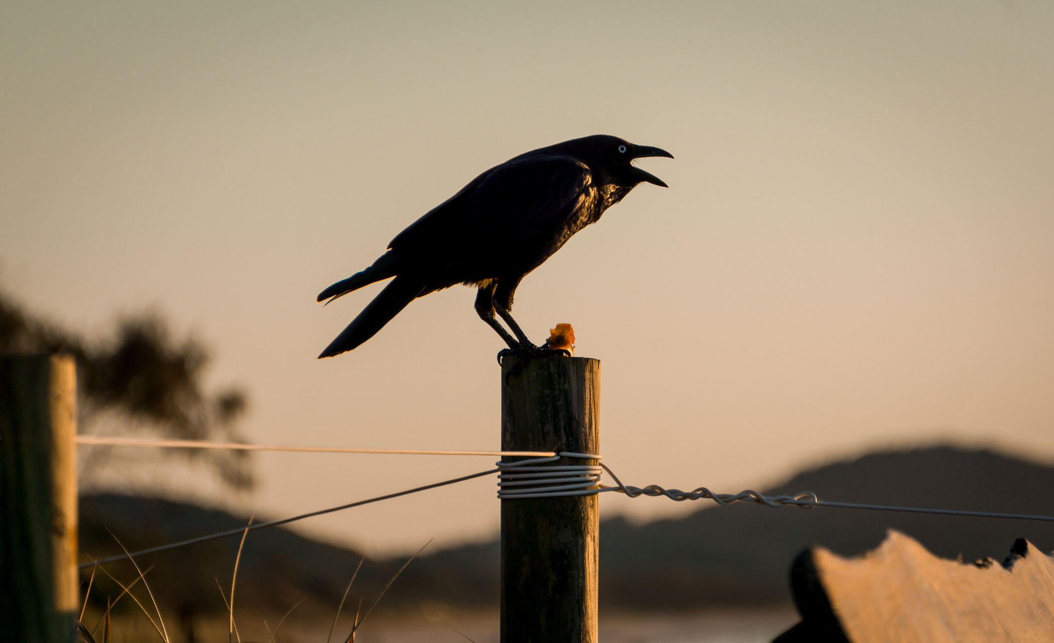 一只乌鸦站在高高的木桩上,晨曦照透不过它翅膀的黑暗.
