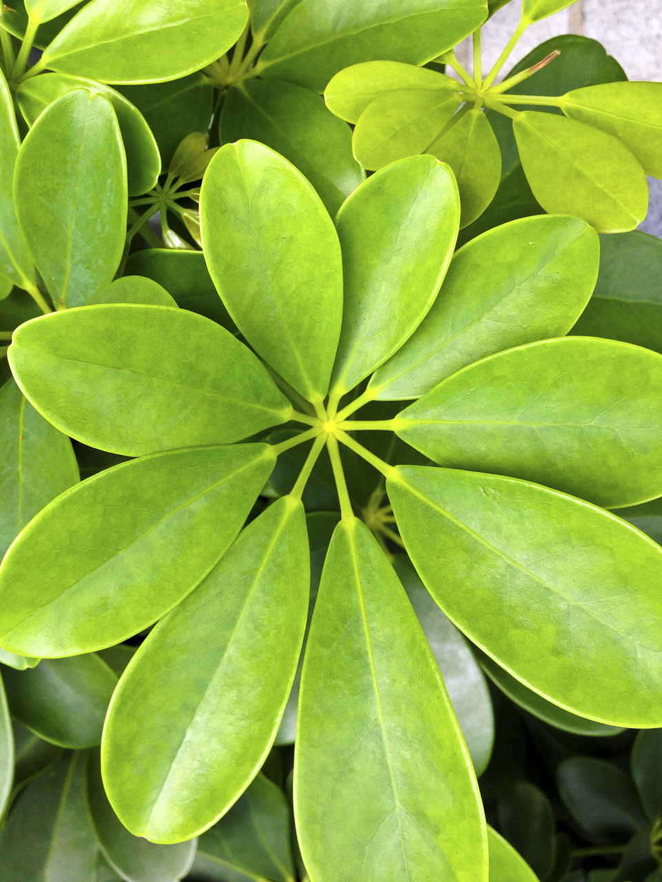 鹅掌柴,是一种常见的室内植物,也被称为鸭掌木,大叶伞,鸭掌木等.