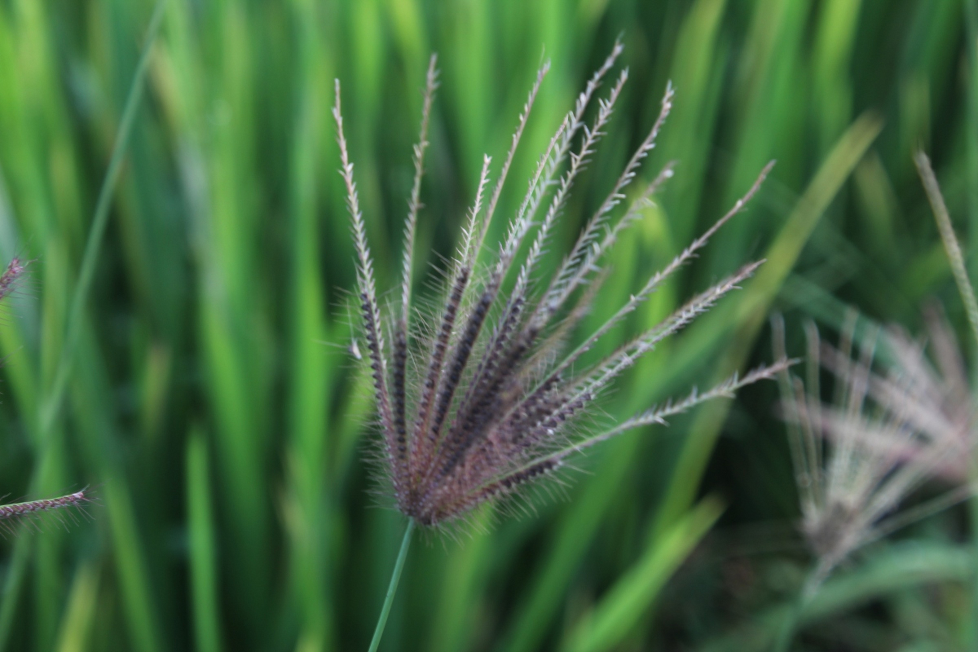 猫尾草是观赏和牧草植物,种植需选阳光充足,土壤肥沃,排水良好的地.