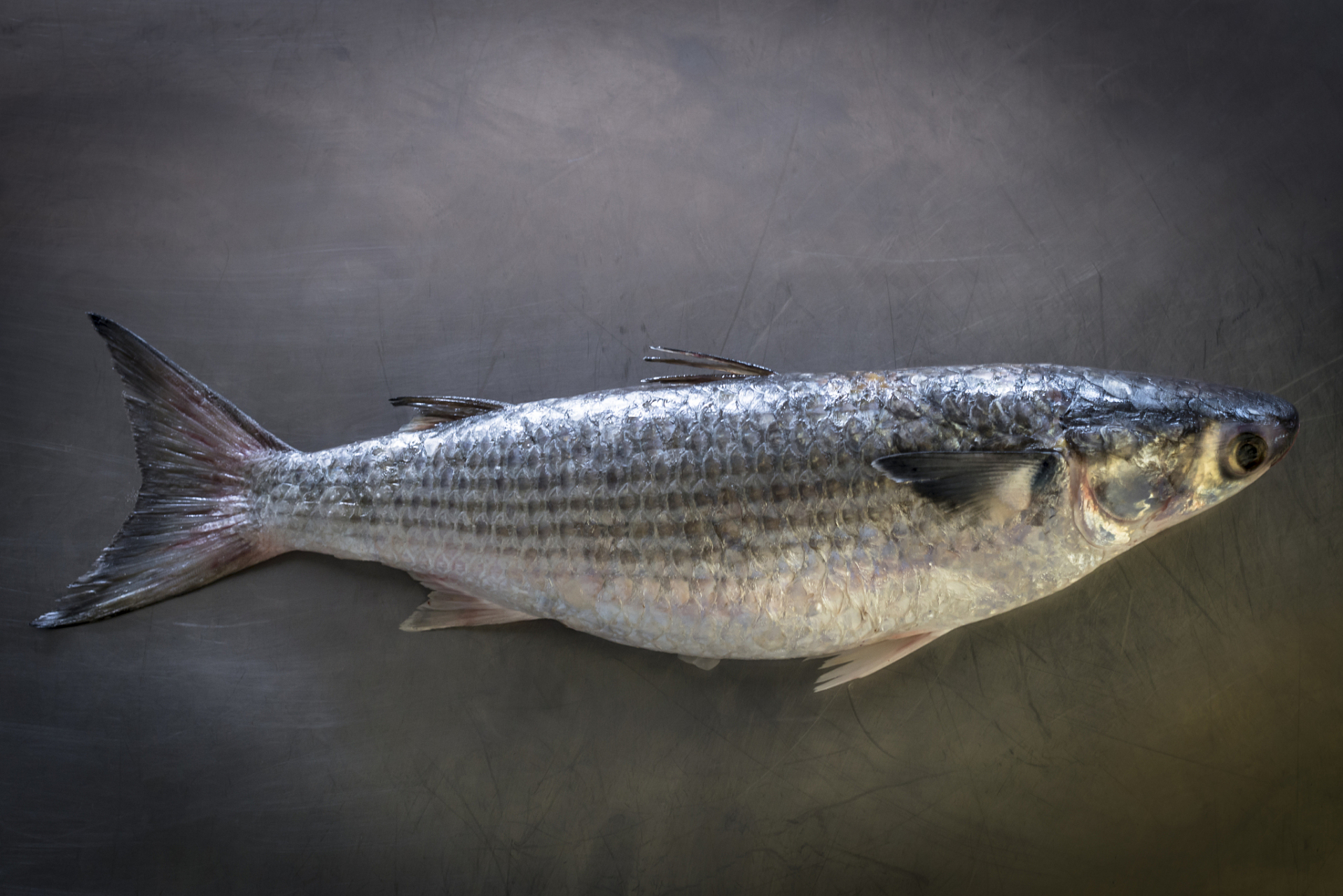 鲩鱼和草鱼虽然都是淡水鱼,但在外观,习性,口感和营养价值等方面存在