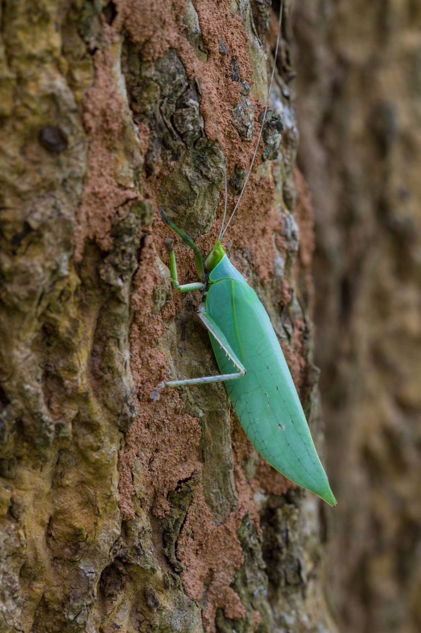 网友:以为是个玩偶,结果是活的.据悉,巨拟叶螽是我国现存最大的螽斯.