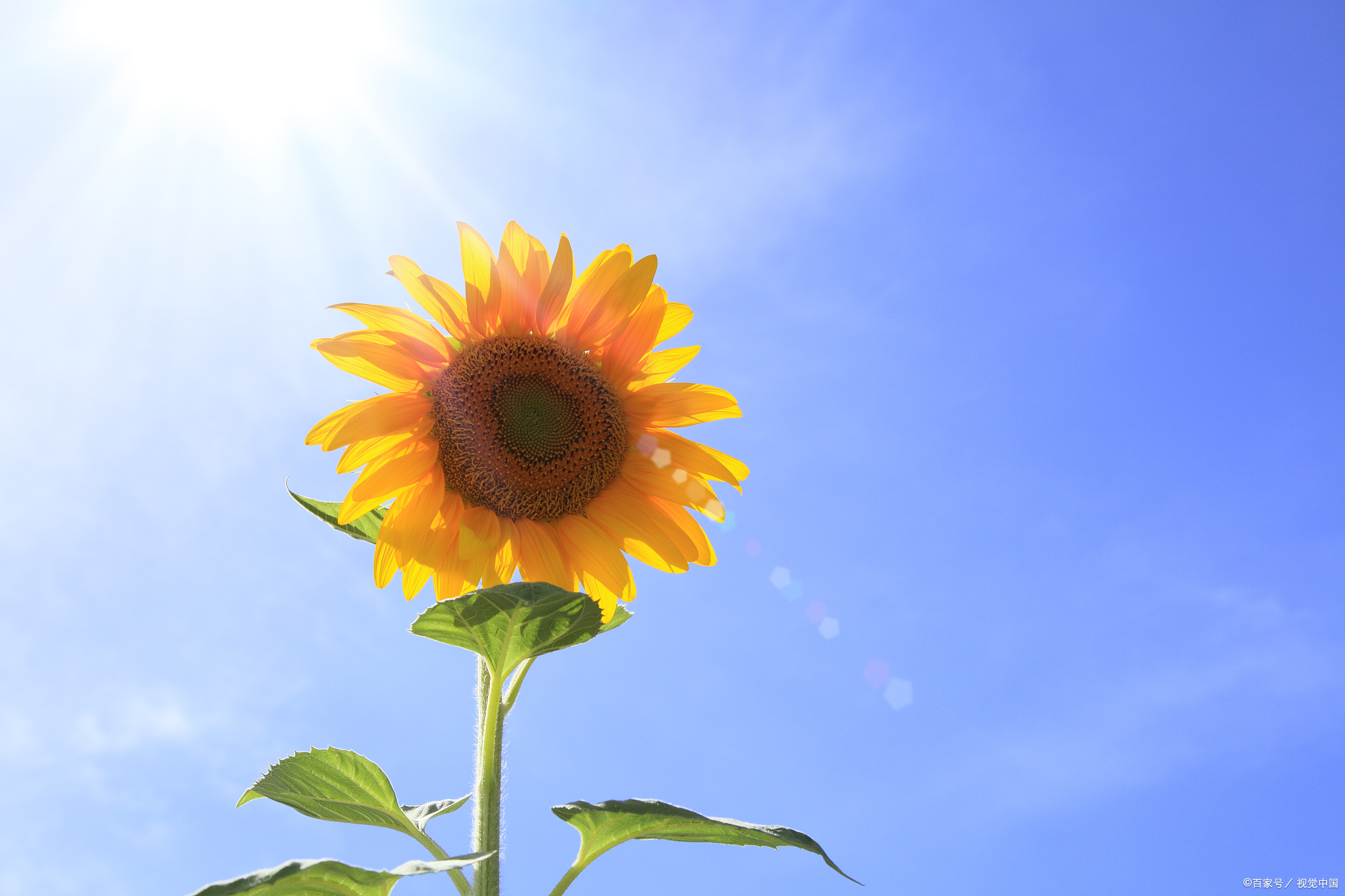 42句简短积极向上阳光励志短语:点燃梦想,追逐成功的光芒!