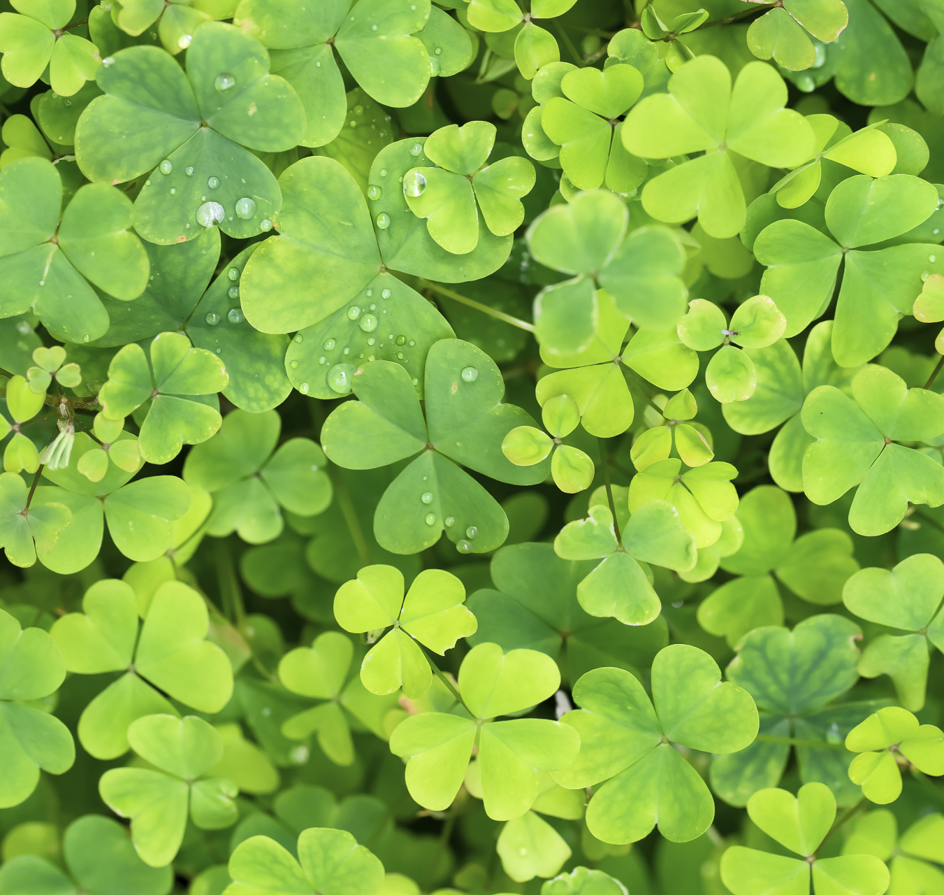 在满是幸运草的世界里,原地转三圈.风扬起幸运草的气息,愿从此被幸运