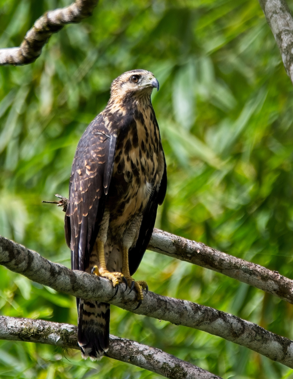 林鸱是南美洲热带雨林中的夜行性鸟类,具有独特外表和生活习性.