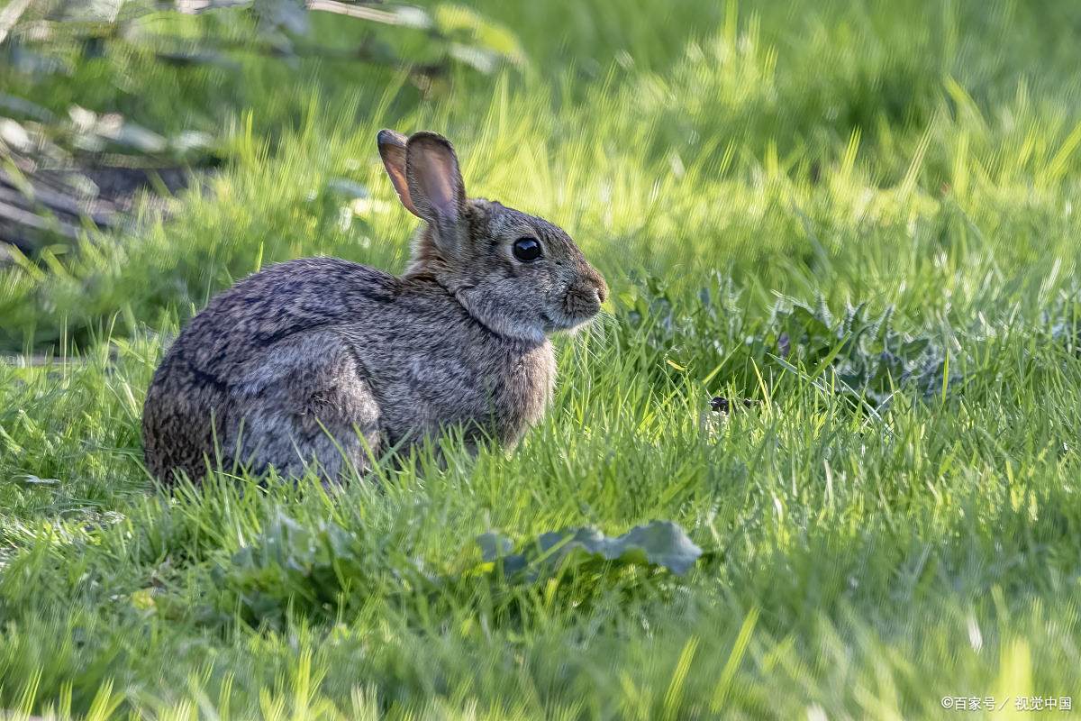 兔子轻轻跳跃在翠绿的草地上,它那柔软的身姿在阳光下划出一道道优美
