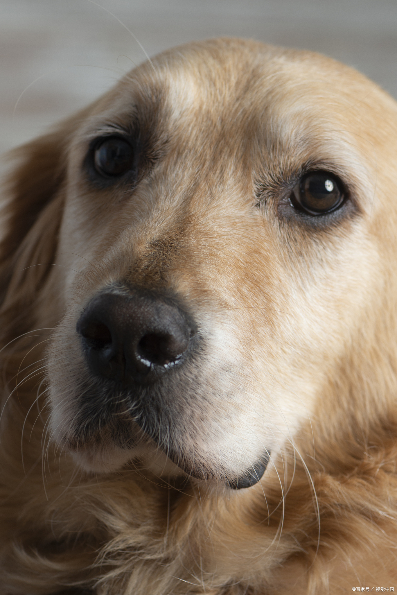 金毛犬的特点图片