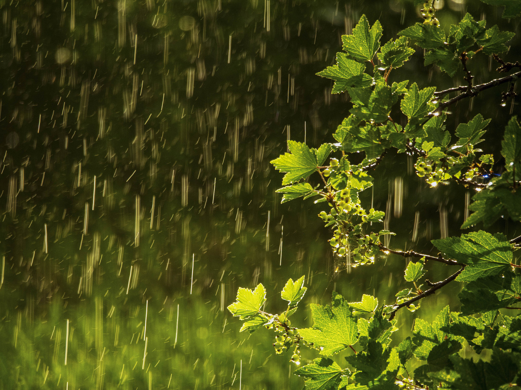 清明雨上图片唯美图片