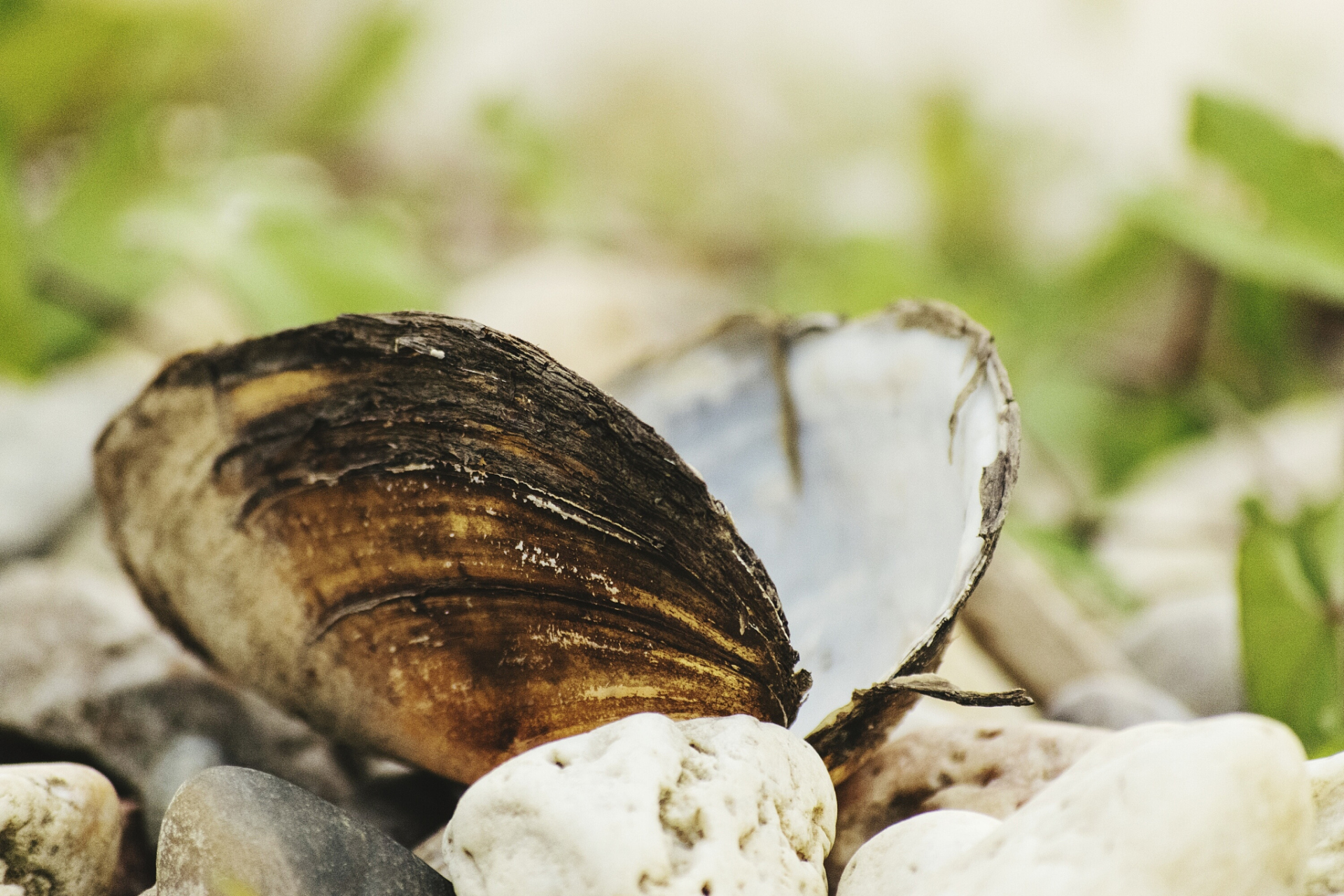有两只河蚌,一只在生前过着无忧无虑的生活,没有任何病痛.