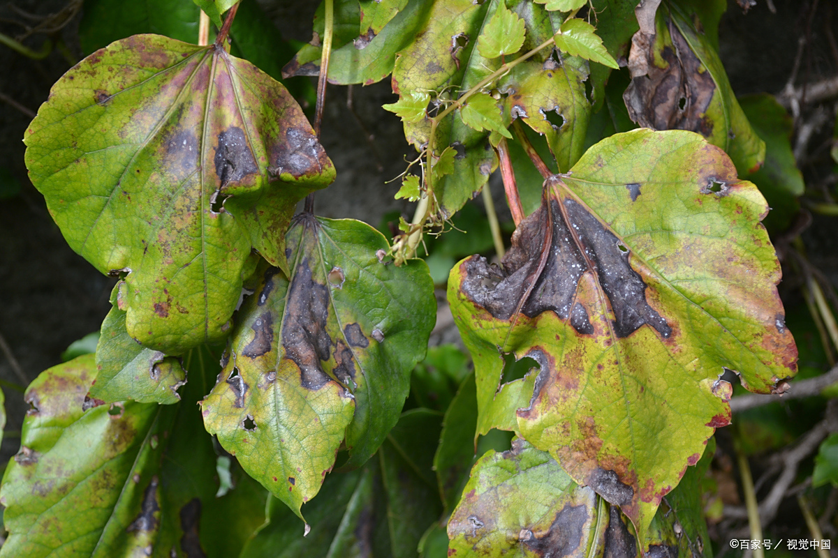 西瓜病害防治指南:科学管理助增产