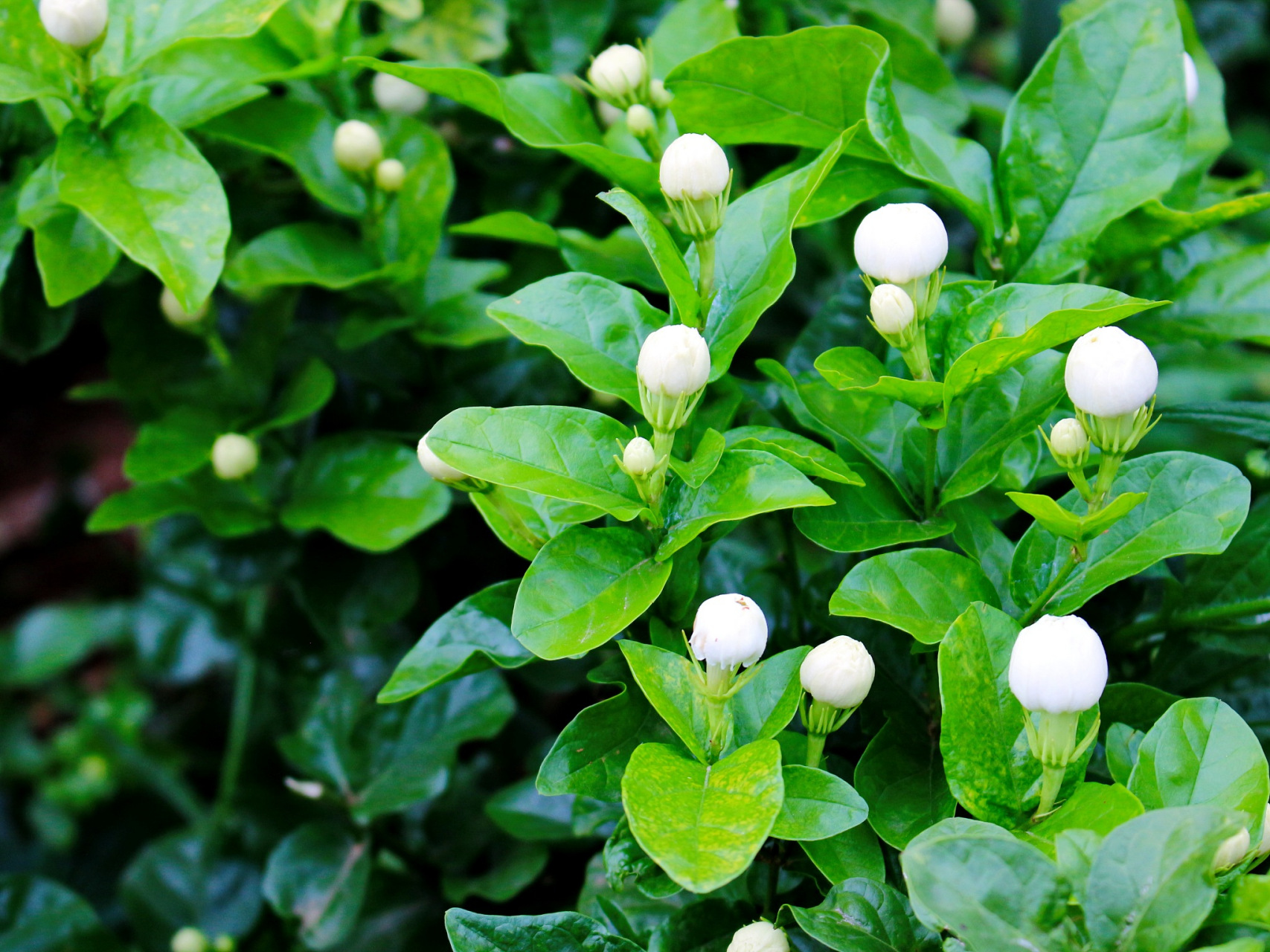 [原文:大花茉莉和小花茉莉的区别]