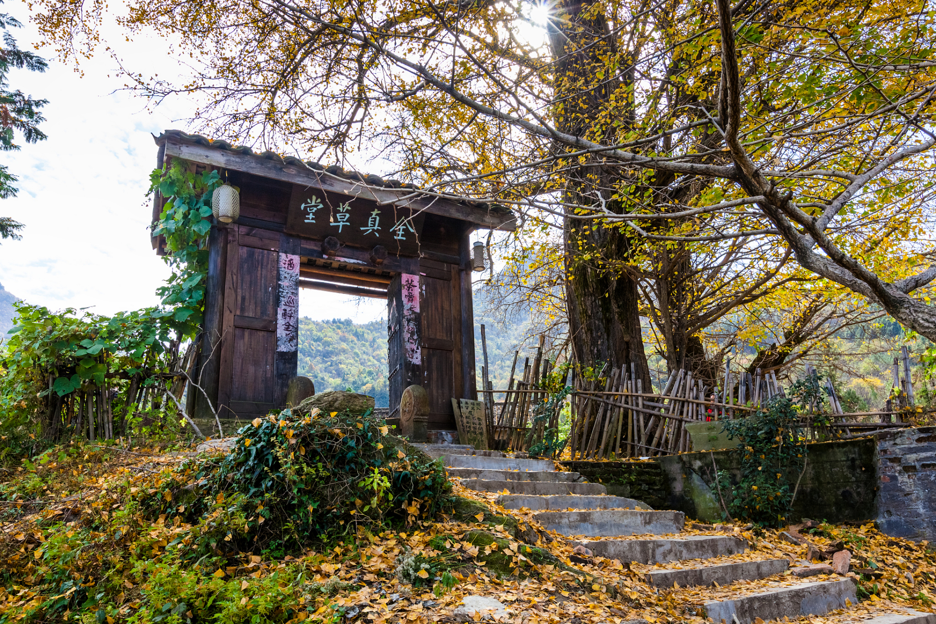 婺源严田古樟风景区图片